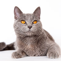 Picture of a cat