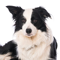 Picture of a dog