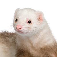 Picture of a ferret