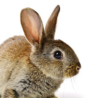 Picture of a rabbit