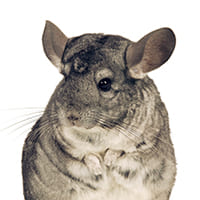 Picture of a chinchilla