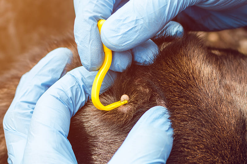 Vet Emergency London 24h/24