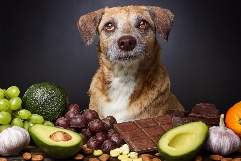 5 toxic foods in dogs