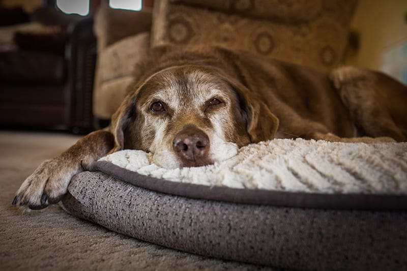 Home euthanasia for pets in London