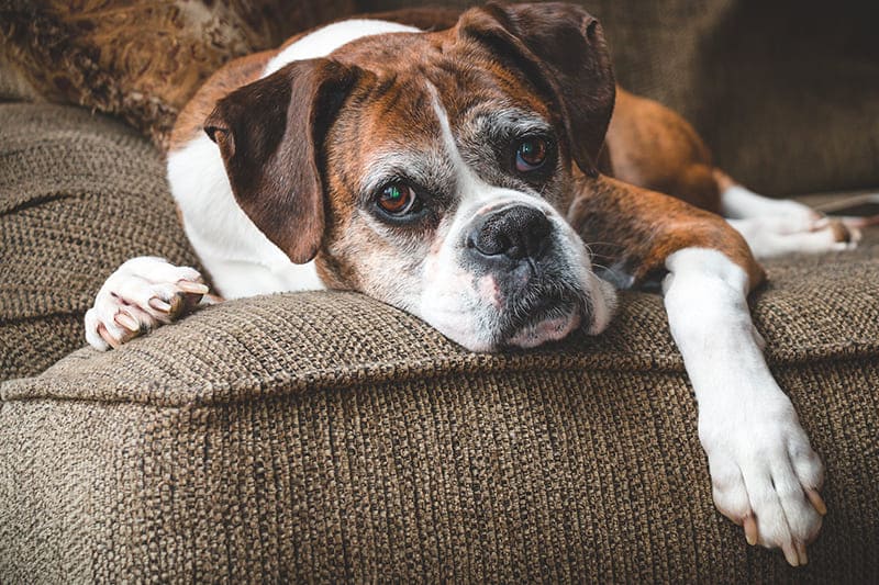 Home euthanasia for pets in London