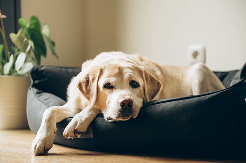 Home euthanasia for pets in London
