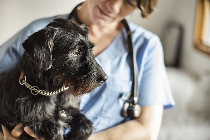 Vet Emergency London 24h/24