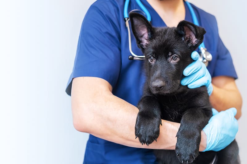 Vet Emergency Manchester 24h/24