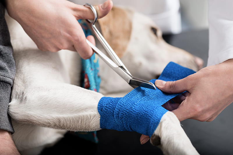 Vet Emergency Manchester 24h/24