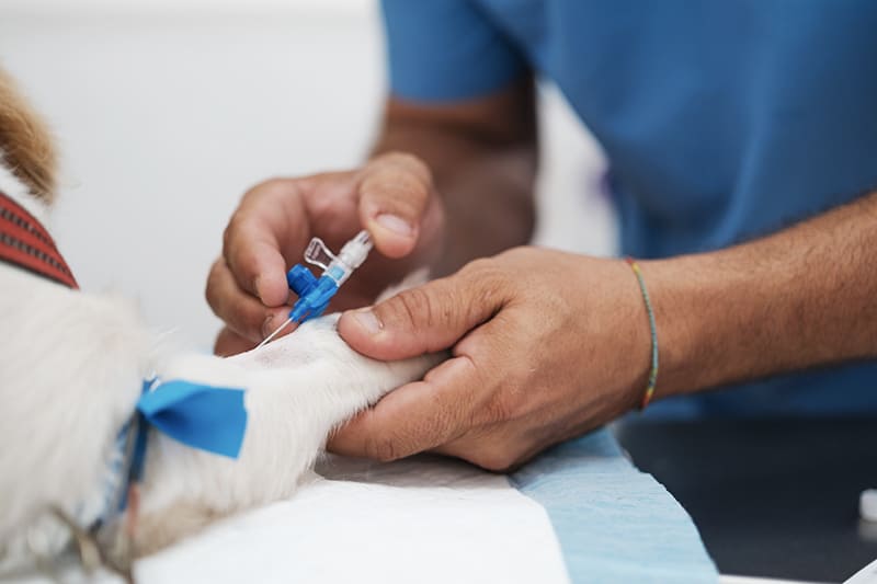 Vet Emergency London 24h/24
