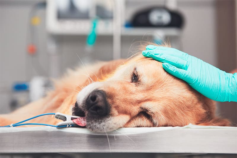Vet Emergency London 24h/24