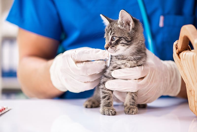 Vet Emergency London 24h/24