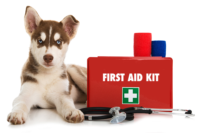 Vet Emergency London 24h/24