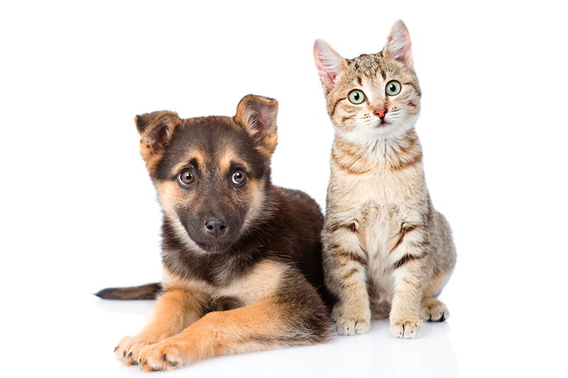 Vet Emergency in Manchester 24h/24