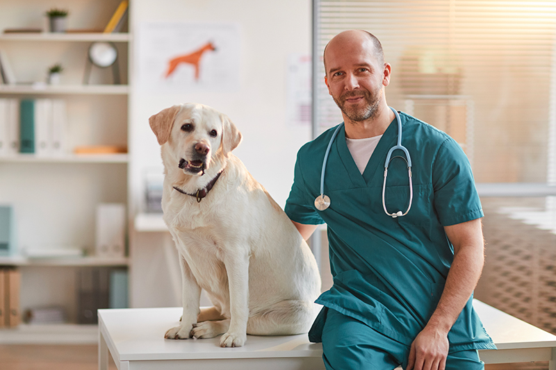 Vet Emergency in Manchester 24h/24