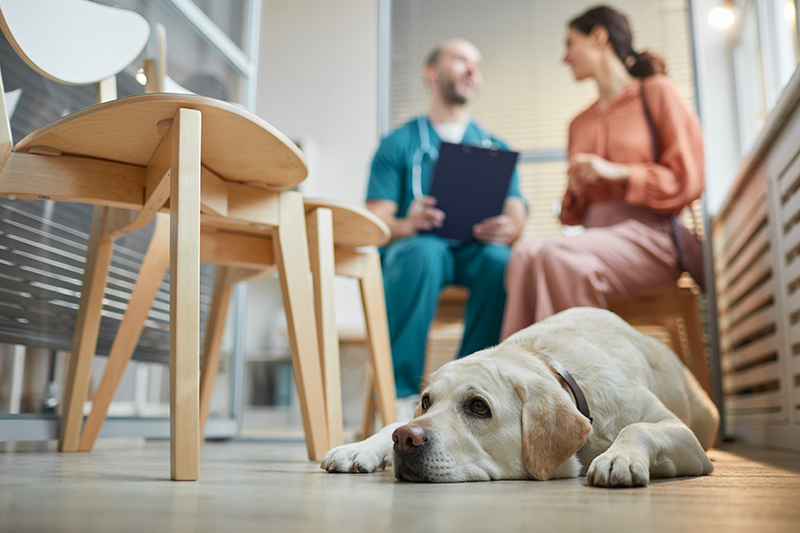 Vet Emergency in Manchester 24h/24