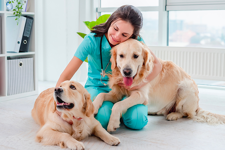 Vet Emergency in Manchester 24h/24